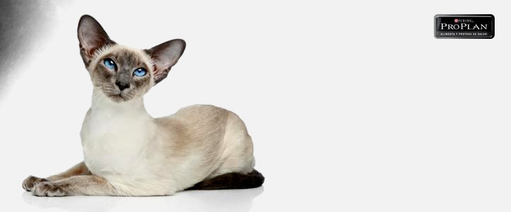 Cmo disminuir el estrs de los gatos durante su visita a la clnica veterinaria? Beneficios	para	el	paciente	y	el	mdico	veterinario