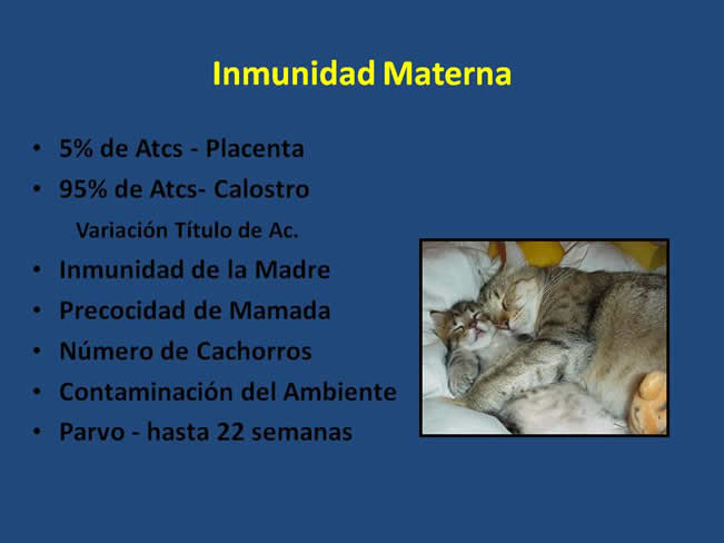 Inmunizacin en perros y gatos
