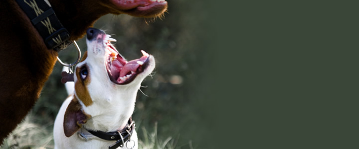 Agresin inducida por dolor en el perro
