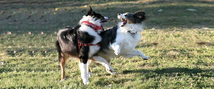 Agresin territorial en el perro