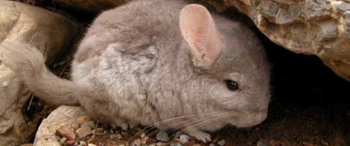 Chinchillas