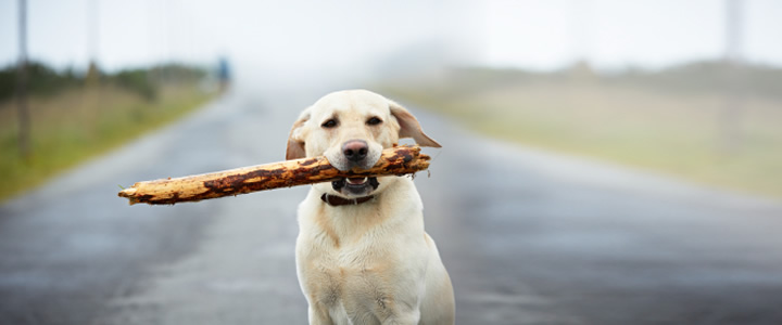 Desarrollo de la conducta en el perro