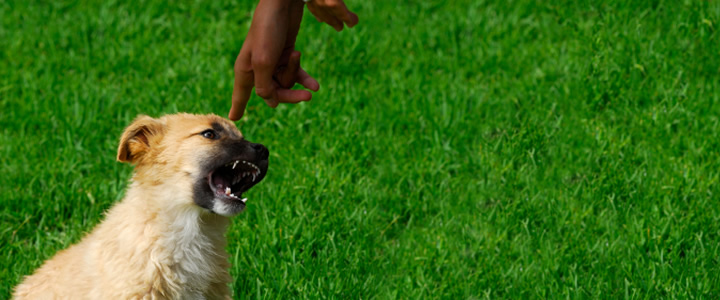 Naturaleza del comportamiento agresivo en el perro