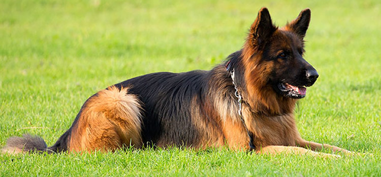 Las mejores razas de perros para protecciÃ³n
