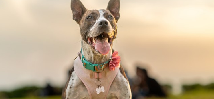 ¿Por qué desparasitar a tu perro?