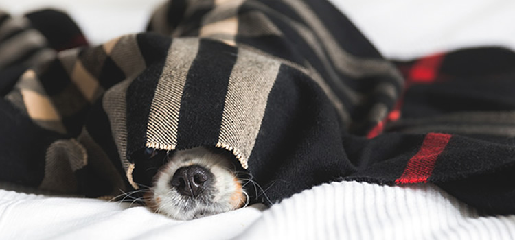 ¿Cuáles son las razas de perros que sienten más el clima frío?