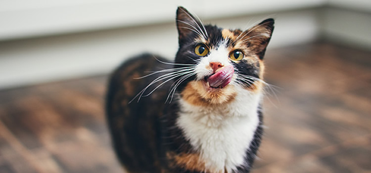 Un truco sencillo para enseñar a gatos