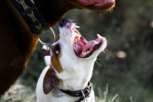 Agresin inducida por dolor en el perro