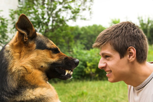 Agresin relacionada con dominancia en el perro