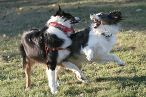 Agresin territorial en el perro