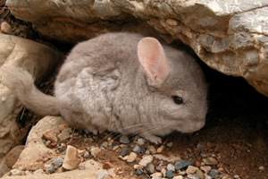 Chinchillas