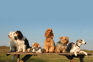 Cuando solicitar la intervencin de la terapia del comportamiento en perros