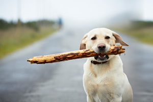 Desarrollo de la conducta en  el perro