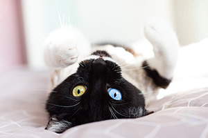 Folletos para la salud de tu gato
