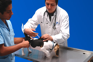 Cosas que sus clientes necesitan conocer respecto al médico veterinario