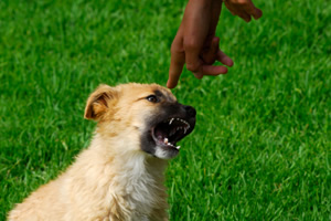 Naturaleza del comportamiento agresivo en el perro