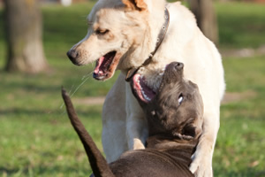 Peleas entre perros del  mismo sexo