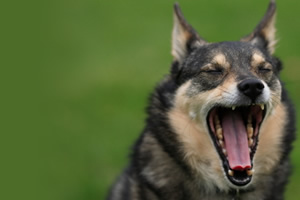 Vocalizacin en caninos