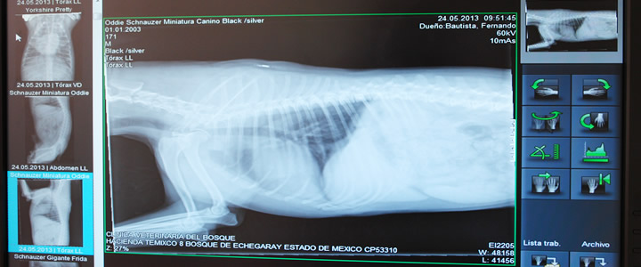 Servicios de Clnica y Hospitalizacin Veterinaria