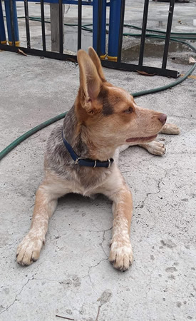 Abril: Duke