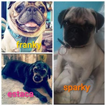 Enero: Ranky, Sparky y Estaca