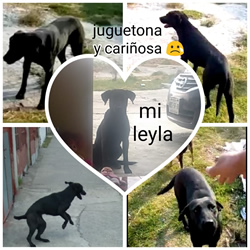 Julio: Leyla