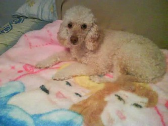 Junio: Perla