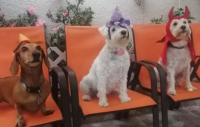 Julio: Lula, Mika y Bolo