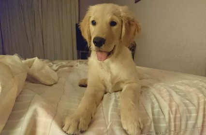 Julio: Nala