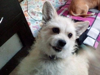 Septiembre: Muffin