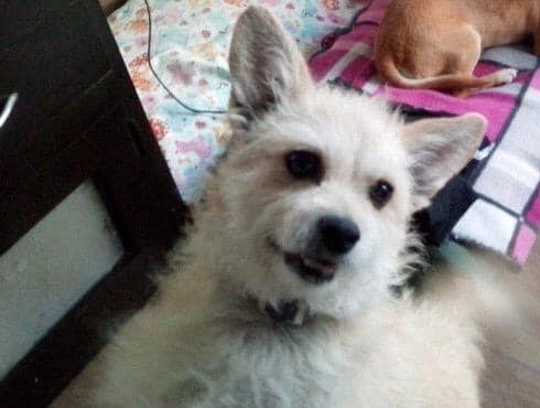 Septiembre: Muffin