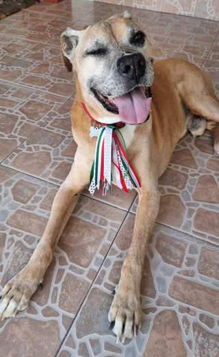 Mascota invitada