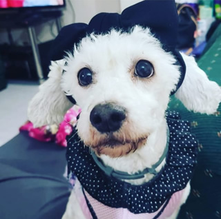 Mascota invitada