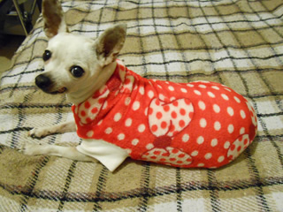 Mascota invitada