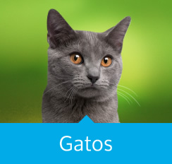 Gatos