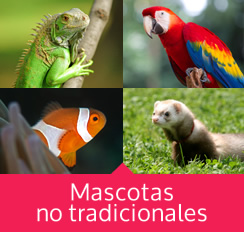 Mascotas no tradicionales