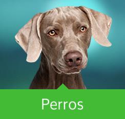 Perros