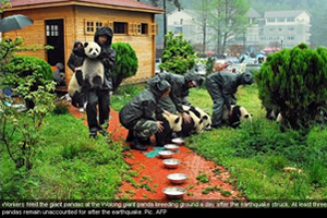 China panda