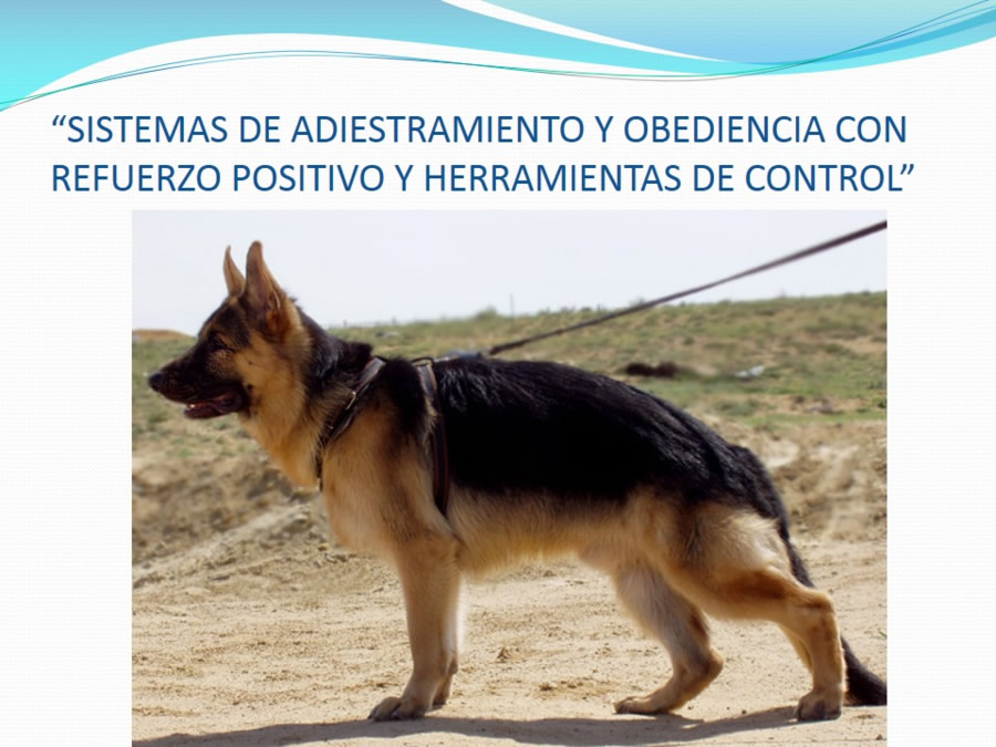 Adiestramiento y obediencia