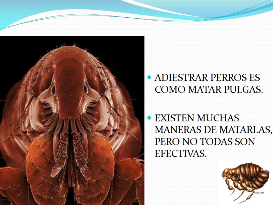 Adiestramiento y obediencia