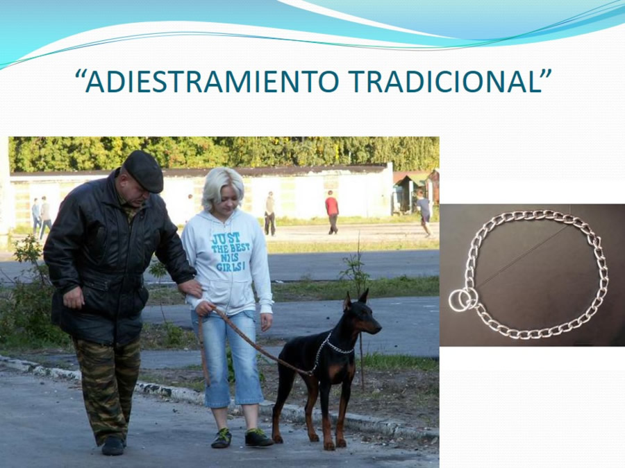 Adiestramiento y obediencia