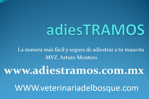 Adiestramiento y obediencia