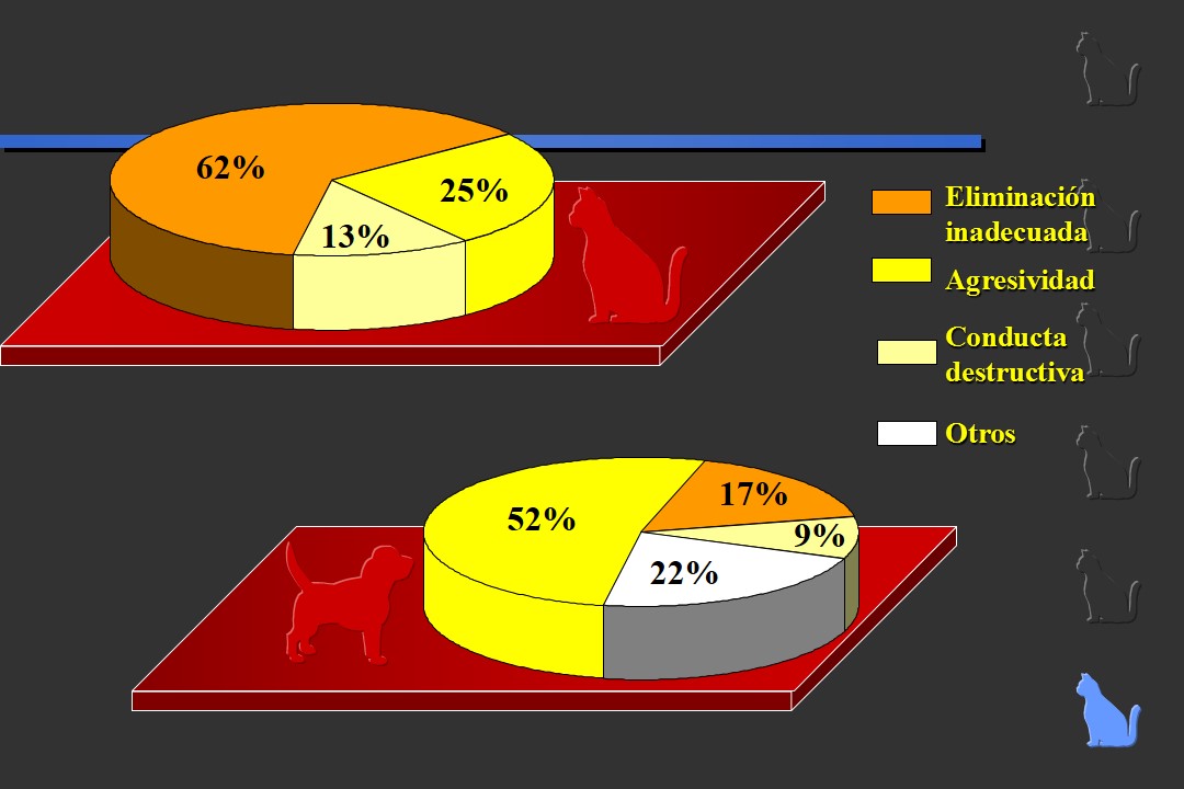 Agresin en gatos