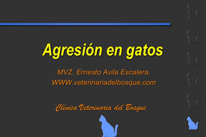 Agresin en gatos