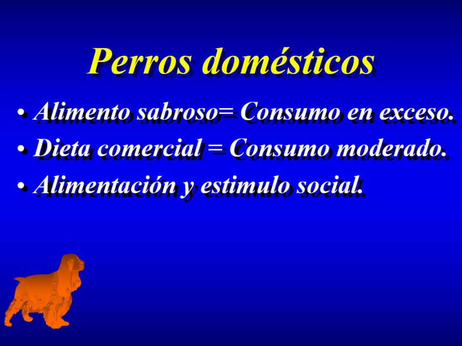 Comportamiento alimentario en perros y gatos