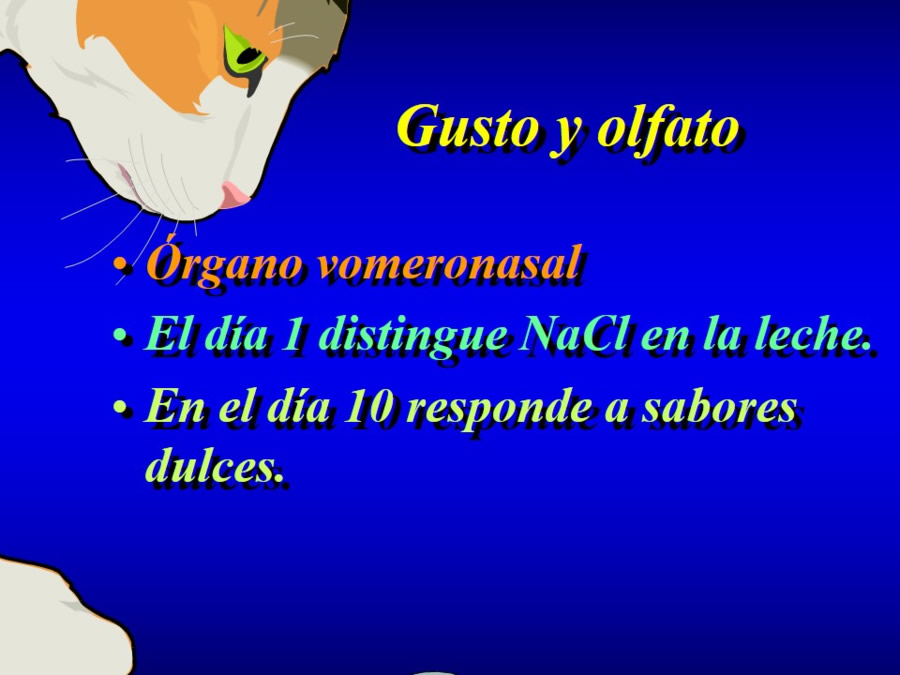 Comportamiento alimentario en perros y gatos