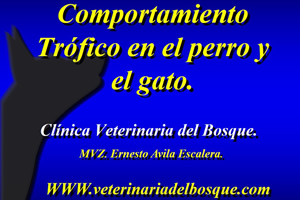 Comportamiento trfico en perros y gatos