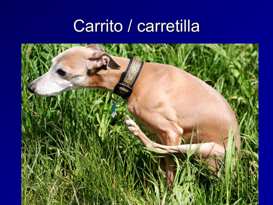 Introduccin al comportamiento canino