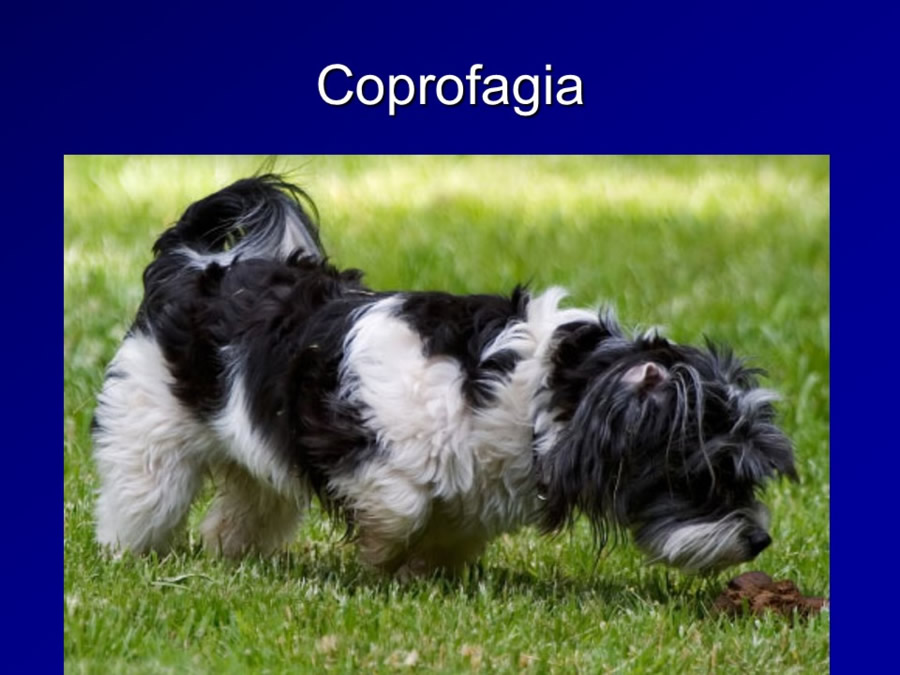 Introduccin al comportamiento canino