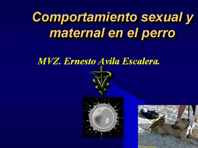 Comportamiento sexual y maternal en el perro